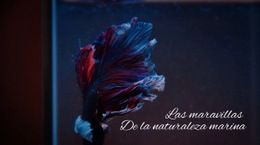 Diseño De Sitio Web Para Tour Submarino