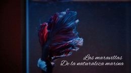 Tour Submarino - Plantillas De Diseño De Sitios Web