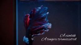 Weboldal Tervezés A Következőhöz: Tengeralattjáró Túra