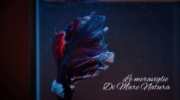 Tour Sottomarino - Progettazione Di Modelli Di Siti Web