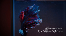 Tour Sottomarino - Codice Modello HTML