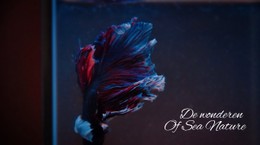 Onderzeese Tour Sitesjabloon