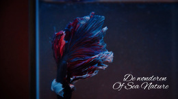 Website-Inspiratie Voor Onderzeese Tour