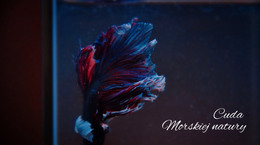 Wycieczka Łodzią Podwodną - Kod Szablonu HTML