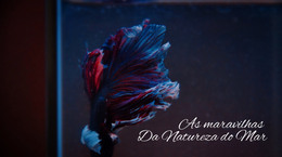 Passeio Submarino - Código Do Modelo HTML