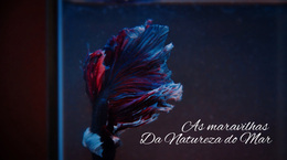 Passeio Submarino - Melhor Tema WordPress Gratuito