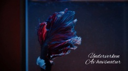 Webbplatsinspiration För Ubåtstur