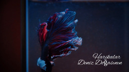 Denizaltı Turu Için Web Sitesi Ilhamı