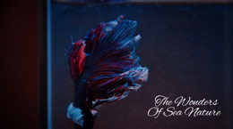 Submarine Tour - Website Mockup