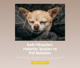 Evcil Hayvan Hikayeleri - HTML Şablonu Indirme