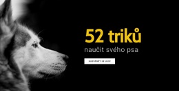 Webová Inspirace Pro 52 Triků, Jak Naučit Svého Psa