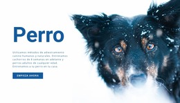 Métodos De Adiestramiento De Perros