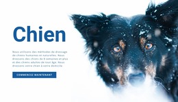 Méthodes De Dressage Des Chiens - Modèle Joomla Professionnel Gratuit