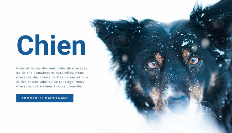 Méthodes de dressage des chiens Modèle Joomla