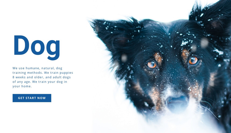 Dog training methods  Homepage Design