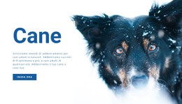 CSS Gratuito Per Metodi Di Addestramento Del Cane