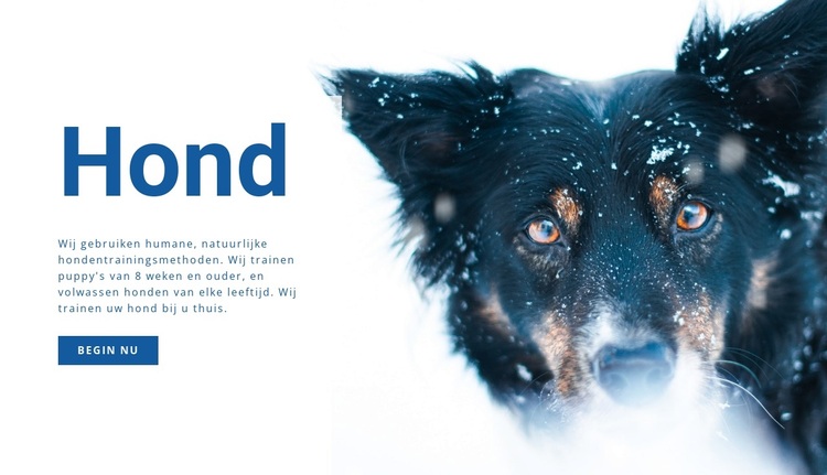 Trainingsmethoden voor honden WordPress-thema