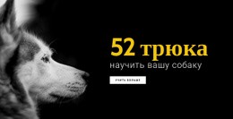 52 Хитрости, Как Научить Собаку – Вдохновение Для Шаблонов Joomla