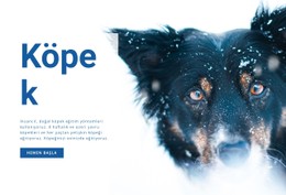 Köpek Eğitim Yöntemleri