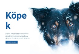 Köpek Eğitim Yöntemleri