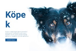 Köpek Eğitim Yöntemleri