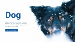 Dog Training Methods - Best Homepage Design