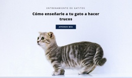 Reglas Básicas Para Gatos - Creador De Sitios