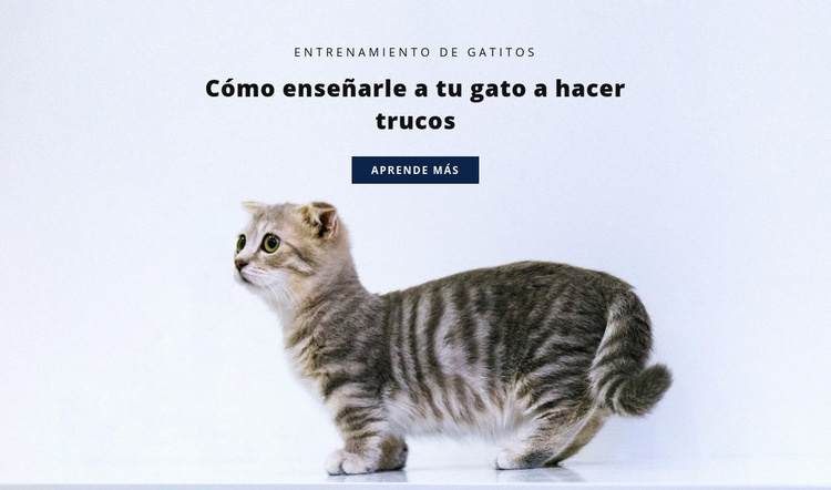 Reglas básicas para gatos Plantillas de creación de sitios web