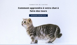 La Meilleure Conception De Site Web Pour Règles De Base Pour Les Chats