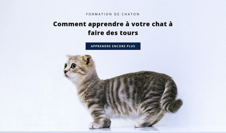 Règles de base pour les chats Créateur de site Web HTML