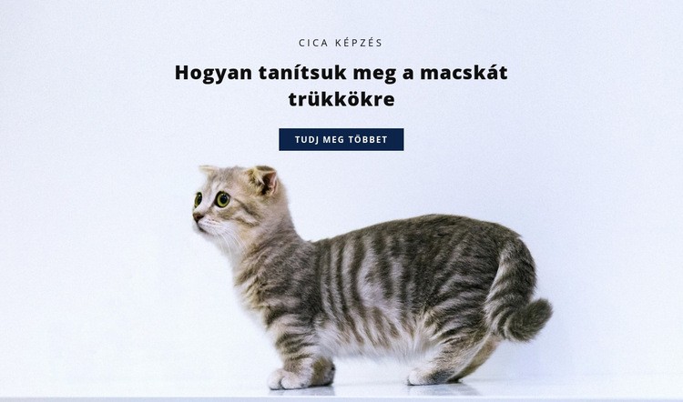 Alapszabályok a macskák számára CSS sablon