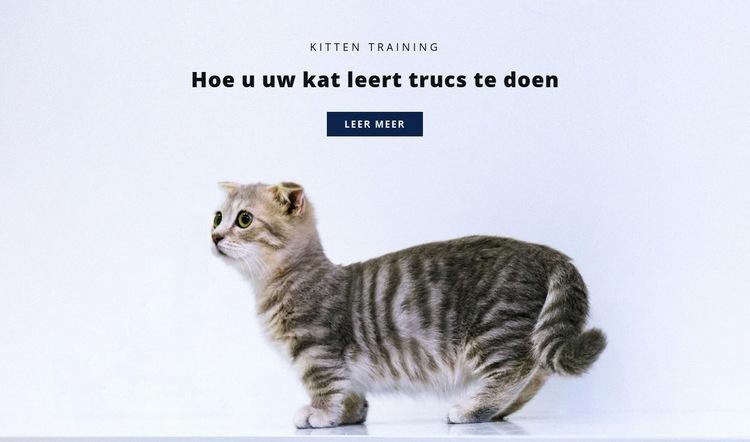 Basisregels voor katten Website mockup