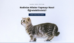 Kediler Için Temel Kurallar - Mobil Web Sitesi Şablonu