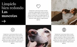 Consejos De Cuidado: Página De Destino De Alta Conversión