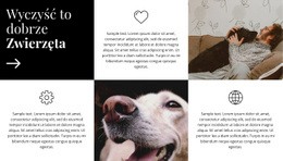 Ekskluzywny Projekt Strony Internetowej Dla Wskazówki Dotyczące Pielęgnacji