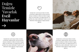 Bakım Ipuçları - En Iyi WordPress Teması