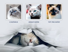 Veterinární Lékař Kočky Obchodní Témata Wordpressu