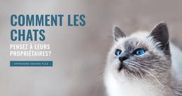 S'Occuper D'Un Animal – Thème WordPress Et WooCommerce