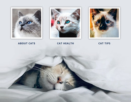 Veterinary Doctor Cats - Site Template