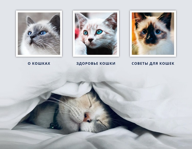 Ветеринарный врач кошек HTML5 шаблон