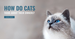 Pet Care - Easy Website Design