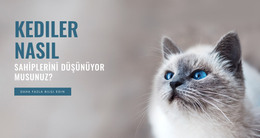 Evcil Hayvan Bakımı - HTML Şablonu Indirme