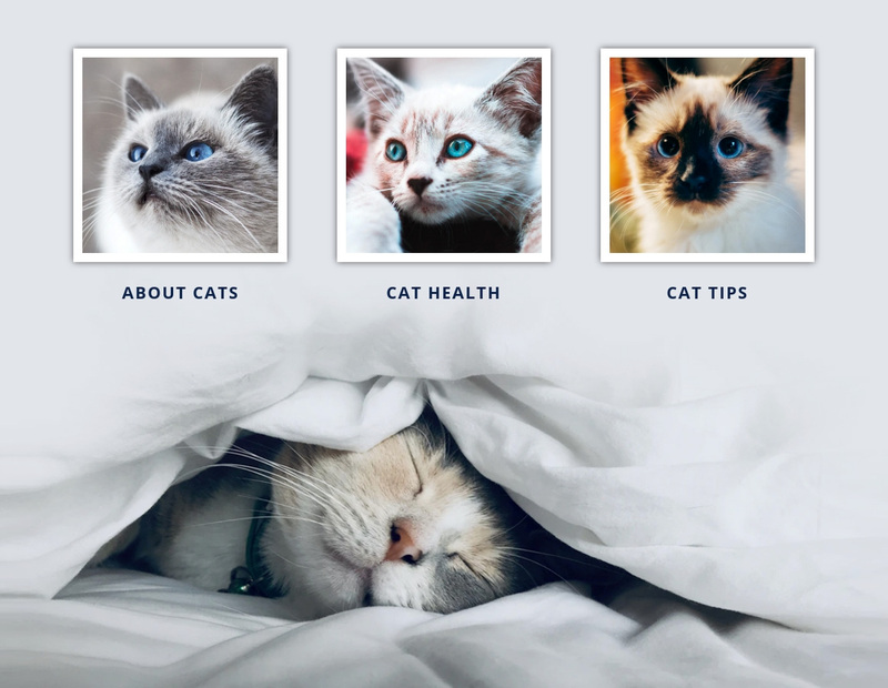 Veterinary doctor cats Web Page Design
