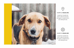 Animal Shelter - HTML5 Website Builder