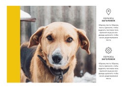 Самый Креативный Дизайн Для Приют Для Животных