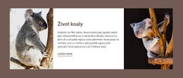 Život Koaly – Stažení Šablony HTML