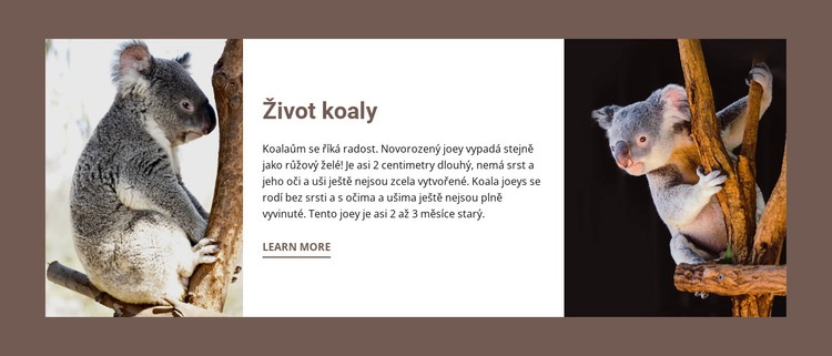 Život koaly Webový design