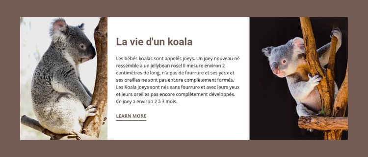 La vie d'un koala Modèle CSS