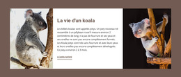 La Vie D'Un Koala - Modèle De Page De Destination