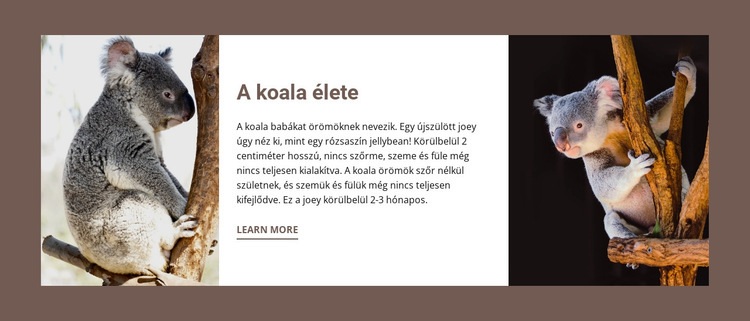 A koala élete HTML Sablon